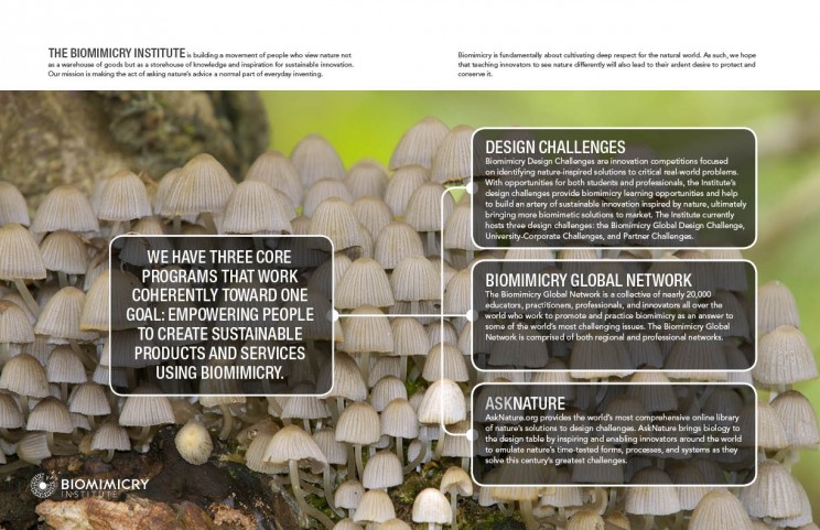 The Biomimicry Institute Annual Report Spread
